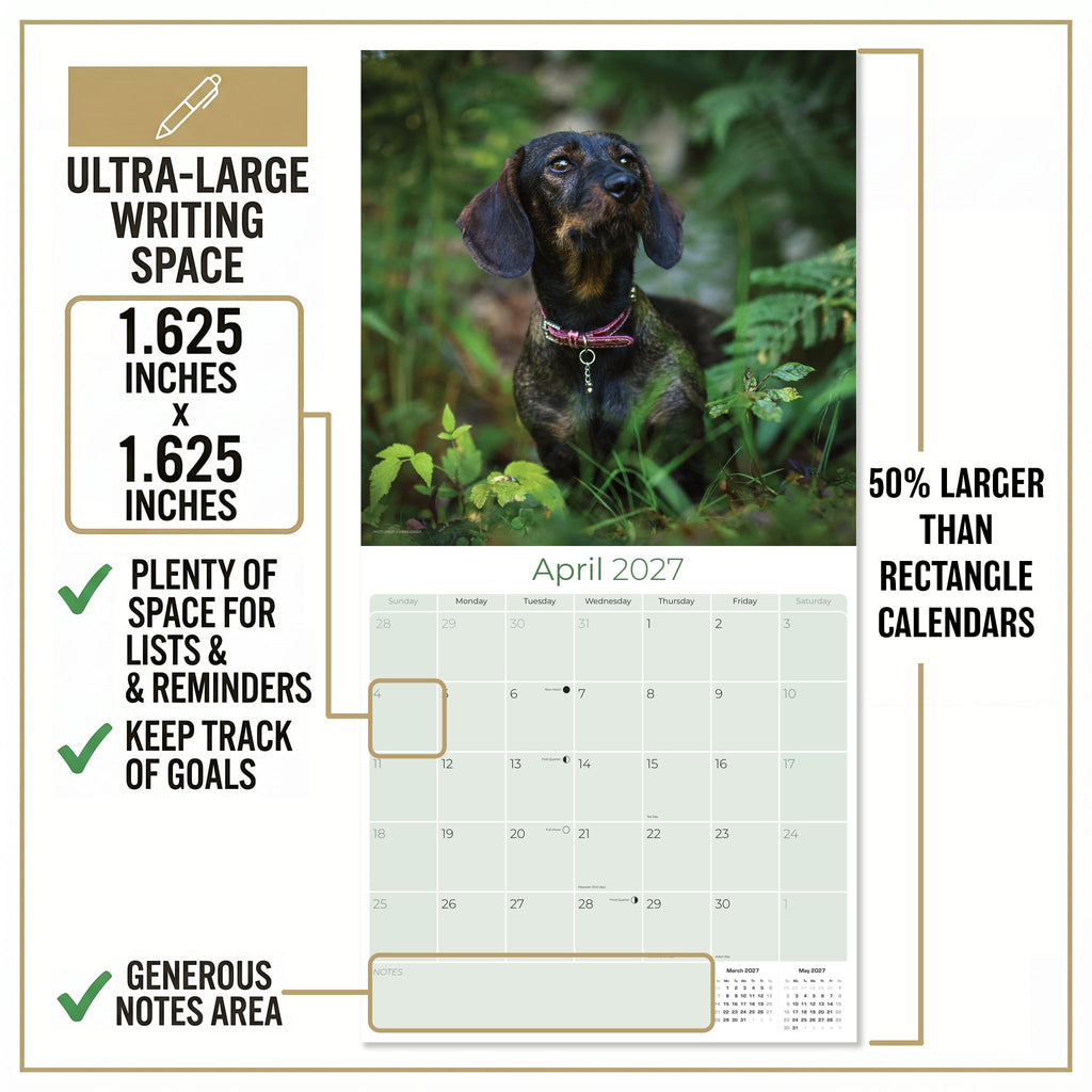 Wirehaired Dachshund Wall Calendar 2027 - 12" x 12" Monthly Clever & Gritty Wire Coat Hound Breed Calendar