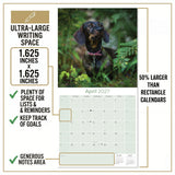 Wirehaired Dachshund Wall Calendar 2027 - 12" x 12" Monthly Clever & Gritty Wire Coat Hound Breed Calendar