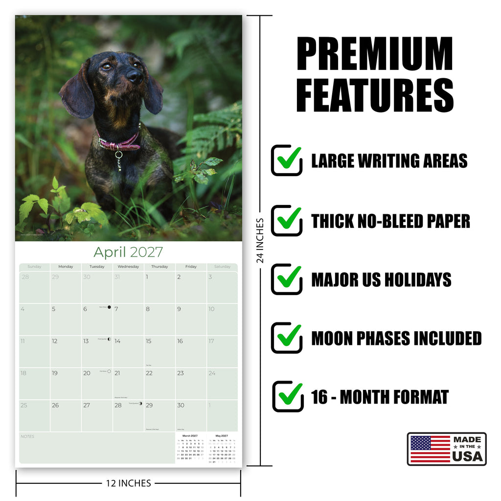Wirehaired Dachshund Wall Calendar 2027 - 12" x 12" Monthly Clever & Gritty Wire Coat Hound Breed Calendar