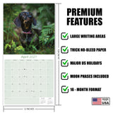 Wirehaired Dachshund Wall Calendar 2027 - 12" x 12" Monthly Clever & Gritty Wire Coat Hound Breed Calendar