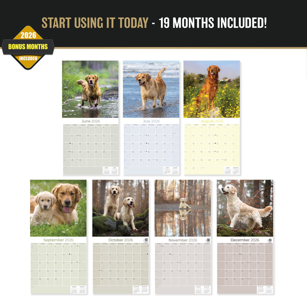 Golden Retriever Wall Calendar 2027 - 12" x 12" Monthly Friendly & Devoted Golden Lab Sporting Breed Calendar