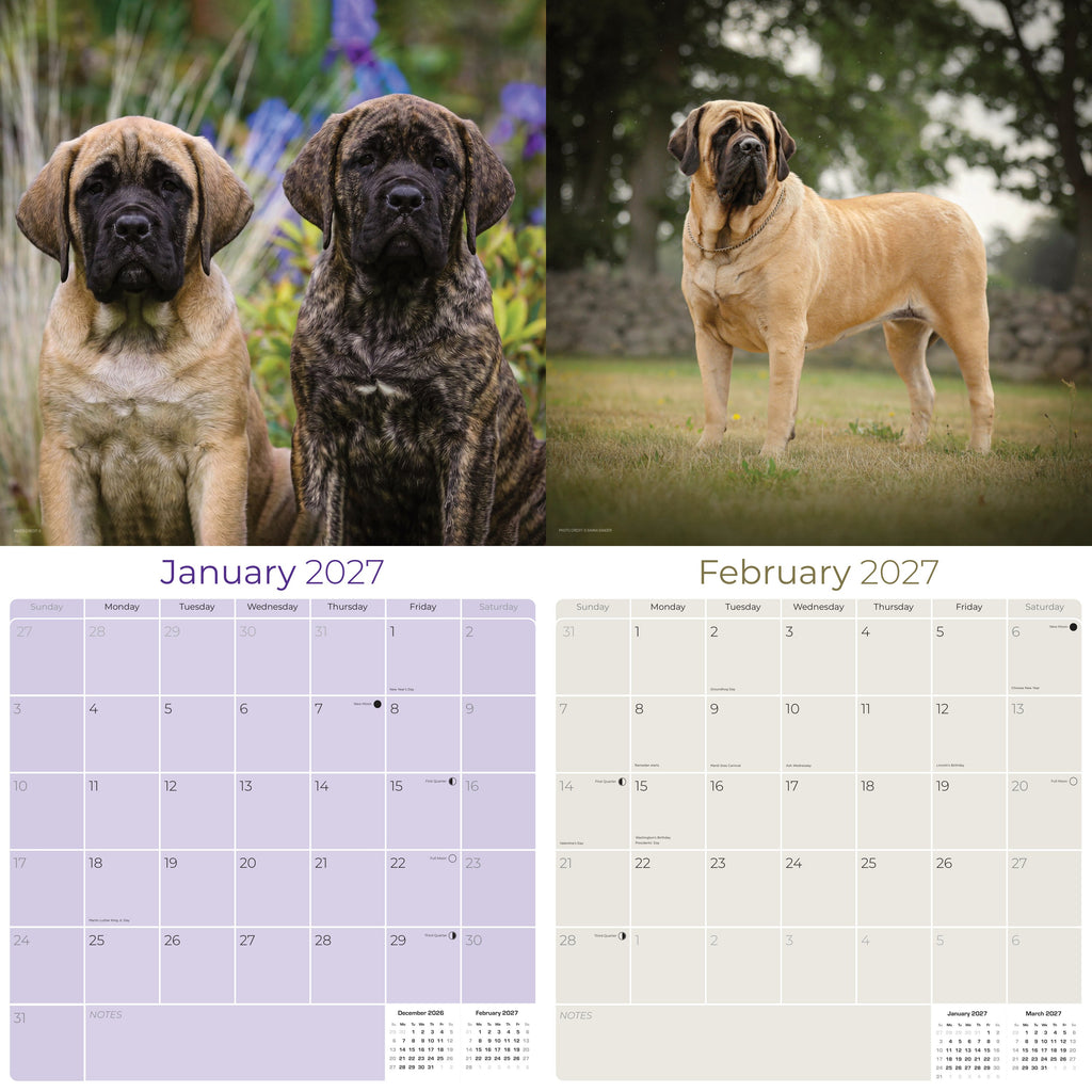 Mastiff Wall Calendar 2027 - 12" x 12" Monthly Courageous Giant & Heavy Guard Dog Breed Calendar