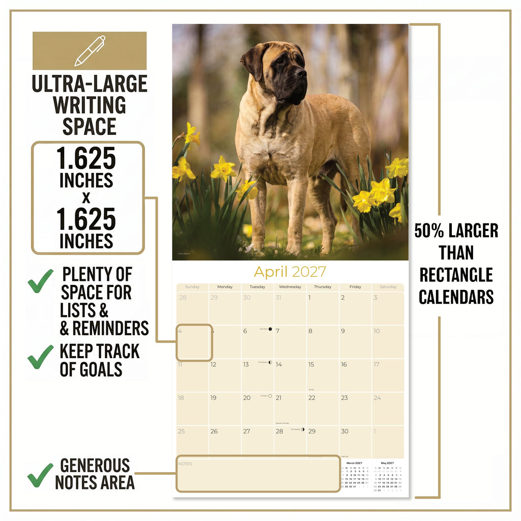 Mastiff Wall Calendar 2027 - 12" x 12" Monthly Courageous Giant & Heavy Guard Dog Breed Calendar