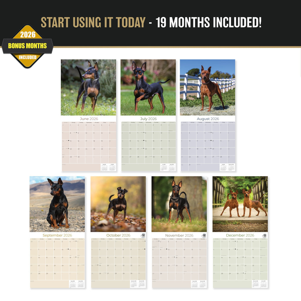 Miniature Pinscher Wall Calendar 2027 - 12" x 12" Monthly Spirited Elegant King of Toys Dog Breed Calendar