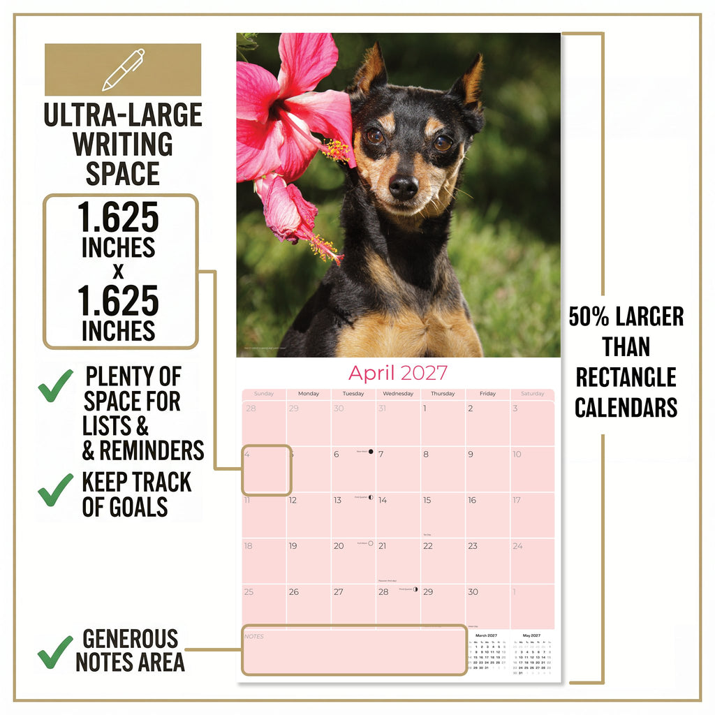 Miniature Pinscher Wall Calendar 2027 - 12" x 12" Monthly Spirited Elegant King of Toys Dog Breed Calendar