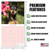 Miniature Pinscher Wall Calendar 2027 - 12" x 12" Monthly Spirited Elegant King of Toys Dog Breed Calendar