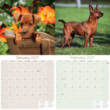 Miniature Pinscher Wall Calendar 2027 - 12" x 12" Monthly Spirited Elegant King of Toys Dog Breed Calendar
