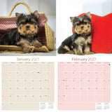 Yorkshire Terrier Puppies Wall Calendar 2027 - 12" x 12" Monthly Cute Playful Silky Toy Dog Breed Calendar