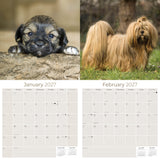 Lhasa Apso Wall Calendar 2027 - 12" x 12" Monthly Regal Long-Haired & Sentinel Tibetan Companion Calendar