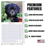 Lhasa Apso Wall Calendar 2027 - 12" x 12" Monthly Regal Long-Haired & Sentinel Tibetan Companion Calendar