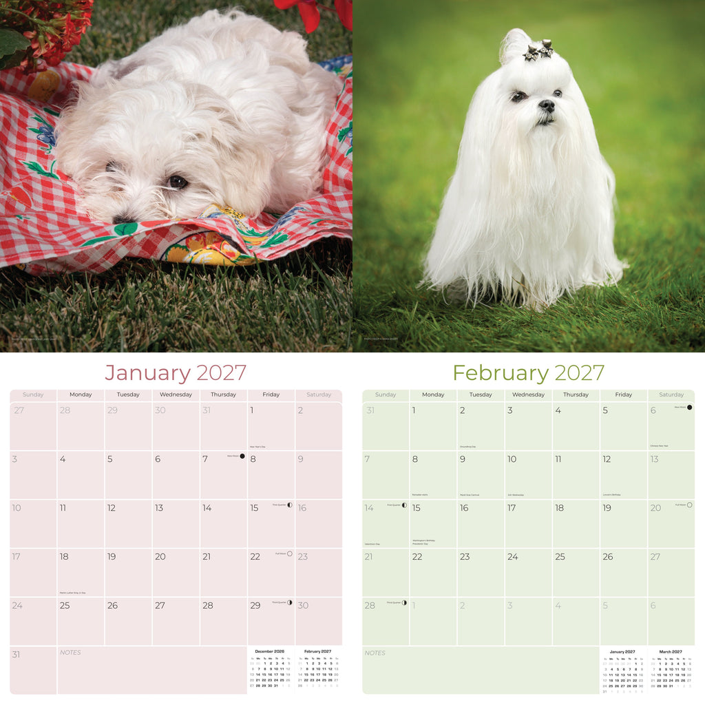 Maltese Wall Calendar 2027 - 12" x 12" Monthly Snow-White Silk Toy & Affectionate Lap Dog Calendar
