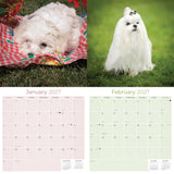 Maltese Wall Calendar 2027 - 12" x 12" Monthly Snow-White Silk Toy & Affectionate Lap Dog Calendar
