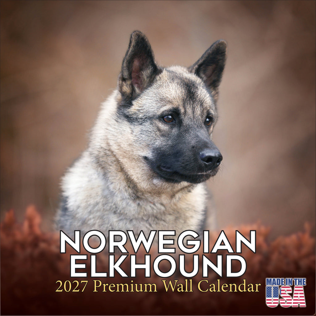 Norwegian Elkhound Wall Calendar 2027 - 12" x 12" Monthly Bold Silver-Grey & Viking Heritage Hound Calendar