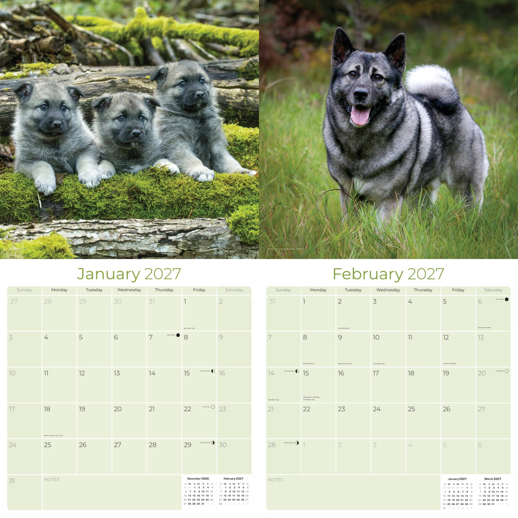 Norwegian Elkhound Wall Calendar 2027 - 12" x 12" Monthly Bold Silver-Grey & Viking Heritage Hound Calendar