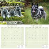 Norwegian Elkhound Wall Calendar 2027 - 12" x 12" Monthly Bold Silver-Grey & Viking Heritage Hound Calendar