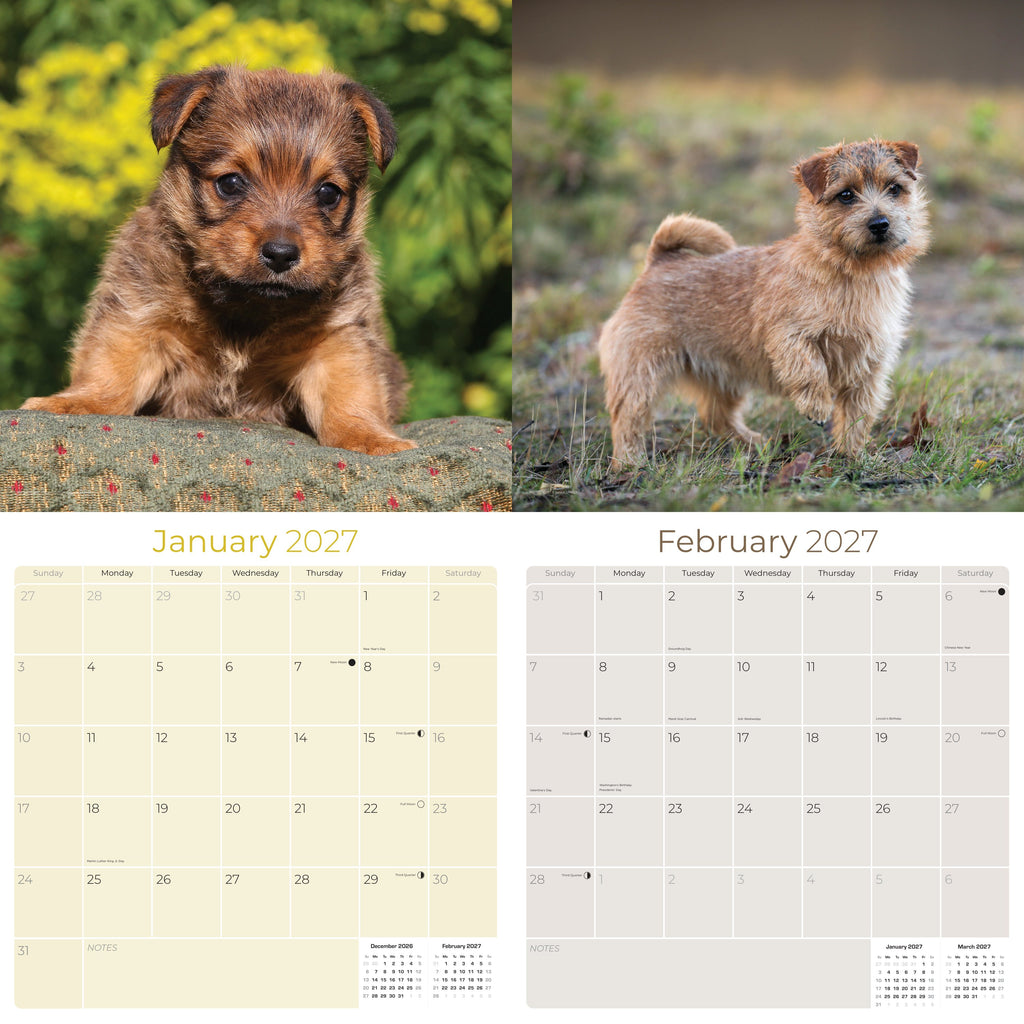Norwich & Norfolk Terrier Wall Calendar 2027 - 12" x 12" Monthly Spirited Small & Wire Coat British Terrier Calendar