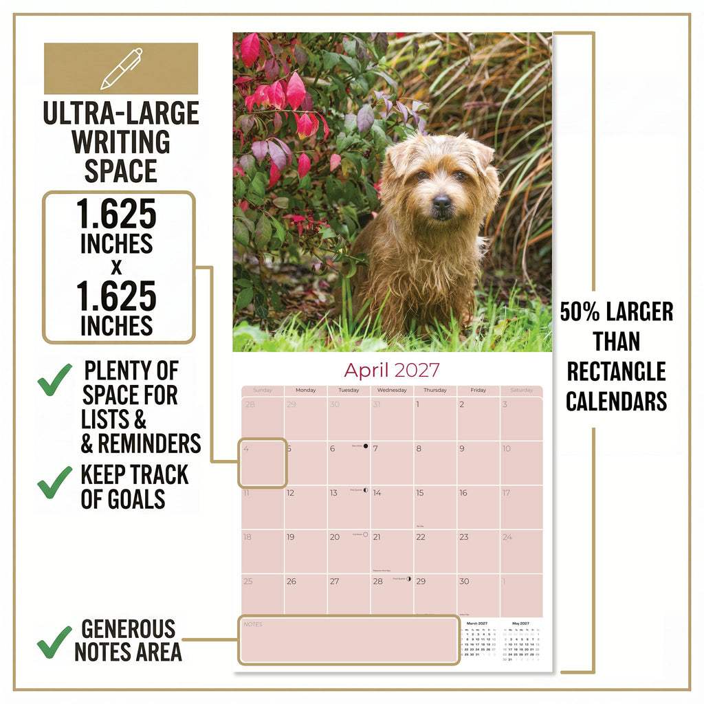 Norwich & Norfolk Terrier Wall Calendar 2027 - 12" x 12" Monthly Spirited Small & Wire Coat British Terrier Calendar