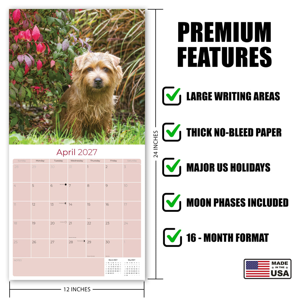 Norwich & Norfolk Terrier Wall Calendar 2027 - 12" x 12" Monthly Spirited Small & Wire Coat British Terrier Calendar