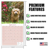 Norwich & Norfolk Terrier Wall Calendar 2027 - 12" x 12" Monthly Spirited Small & Wire Coat British Terrier Calendar