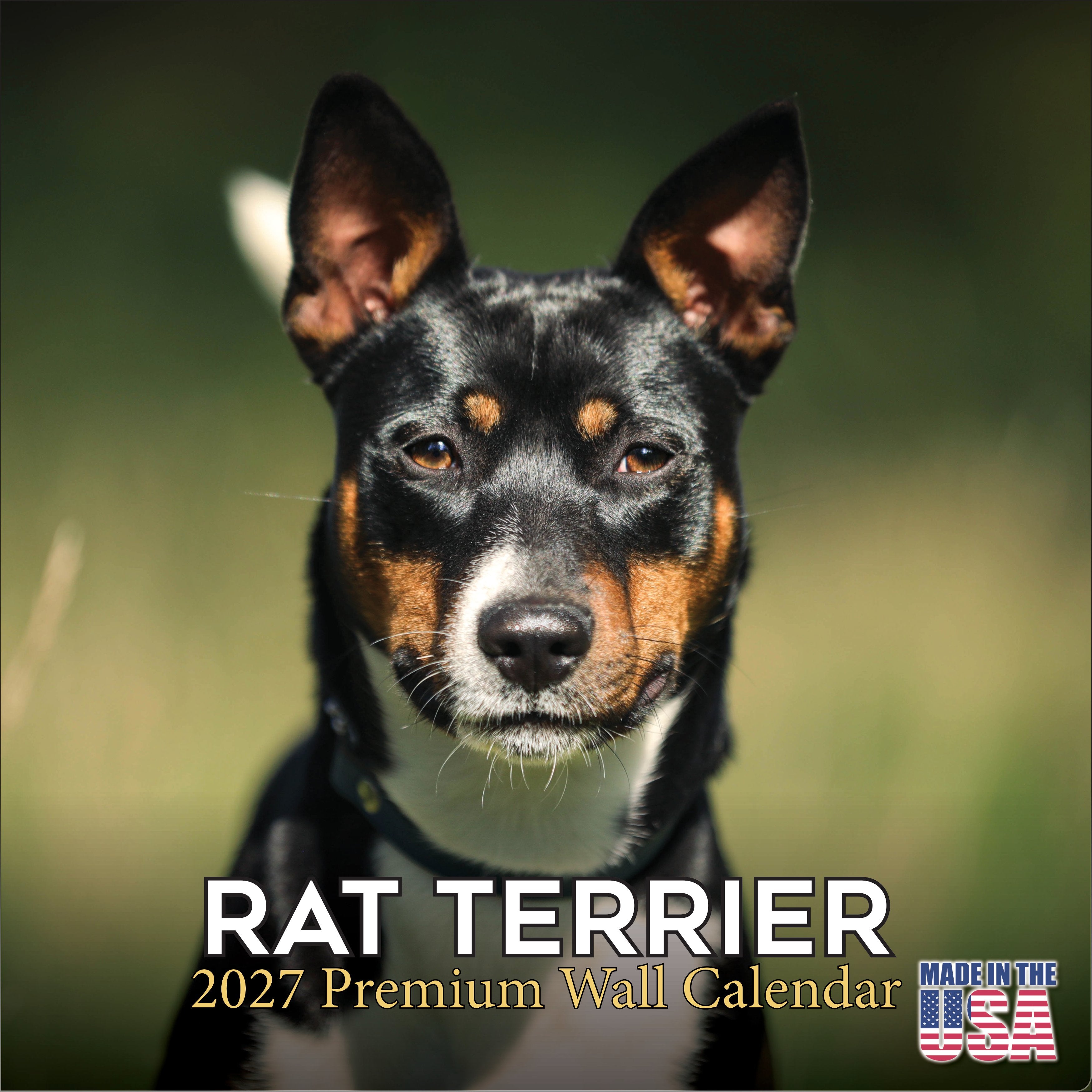 Rat Terrier Wall Calendar 2027 - 12