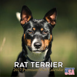 Rat Terrier Wall Calendar 2027 - 12" x 12" Monthly Alert & Energetic American Terrier Breed Calendar