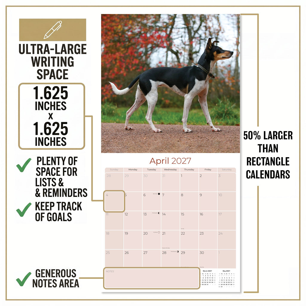 Rat Terrier Wall Calendar 2027 - 12" x 12" Monthly Alert & Energetic American Terrier Breed Calendar