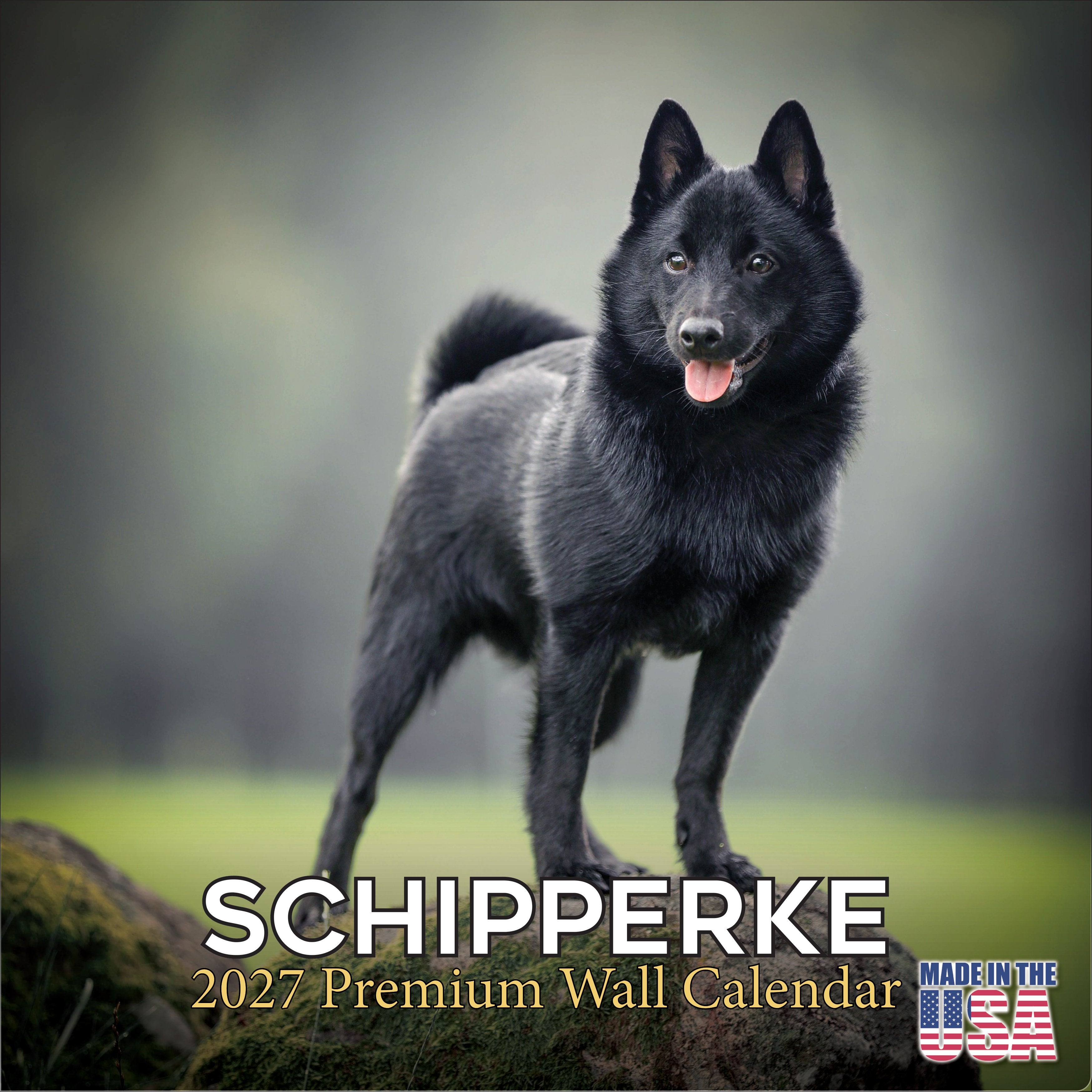 Schipperke Wall Calendar 2027 - 12