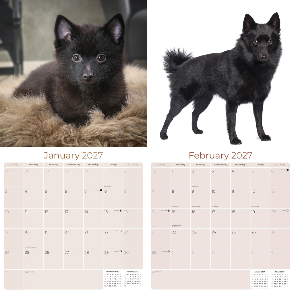 Schipperke Wall Calendar 2027 - 12" x 12" Monthly Curious & Energetic Schipperke Dog Breed Calendar