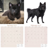 Schipperke Wall Calendar 2027 - 12" x 12" Monthly Curious & Energetic Schipperke Dog Breed Calendar