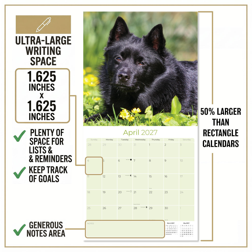 Schipperke Wall Calendar 2027 - 12" x 12" Monthly Curious & Energetic Schipperke Dog Breed Calendar