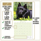 Schipperke Wall Calendar 2027 - 12" x 12" Monthly Curious & Energetic Schipperke Dog Breed Calendar