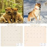 Shiba Inu Wall Calendar 2027 - 12" x 12" Monthly Spirited & Independent Japanese Dog Breed Calendar