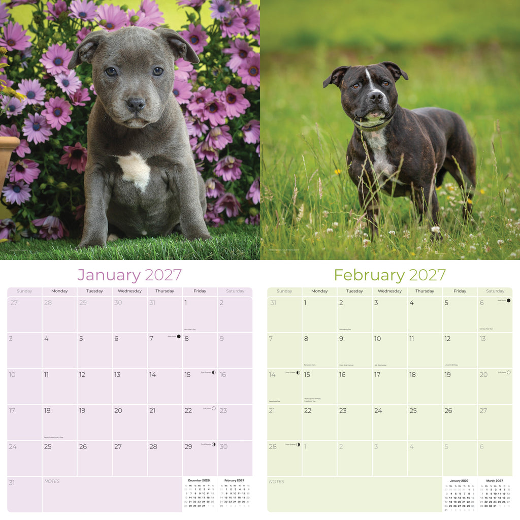 Staffordshire Bull Terrier Wall Calendar 2027 - 12" x 12" Monthly Courageous & Affectionate Staffy Dog Breed Calendar