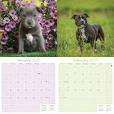 Staffordshire Bull Terrier Wall Calendar 2027 - 12" x 12" Monthly Courageous & Affectionate Staffy Dog Breed Calendar