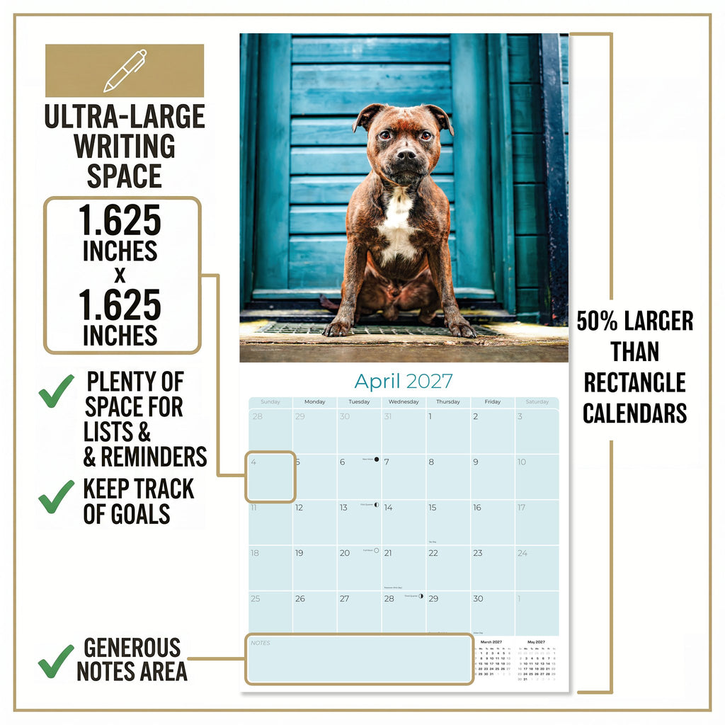 Staffordshire Bull Terrier Wall Calendar 2027 - 12" x 12" Monthly Courageous & Affectionate Staffy Dog Breed Calendar