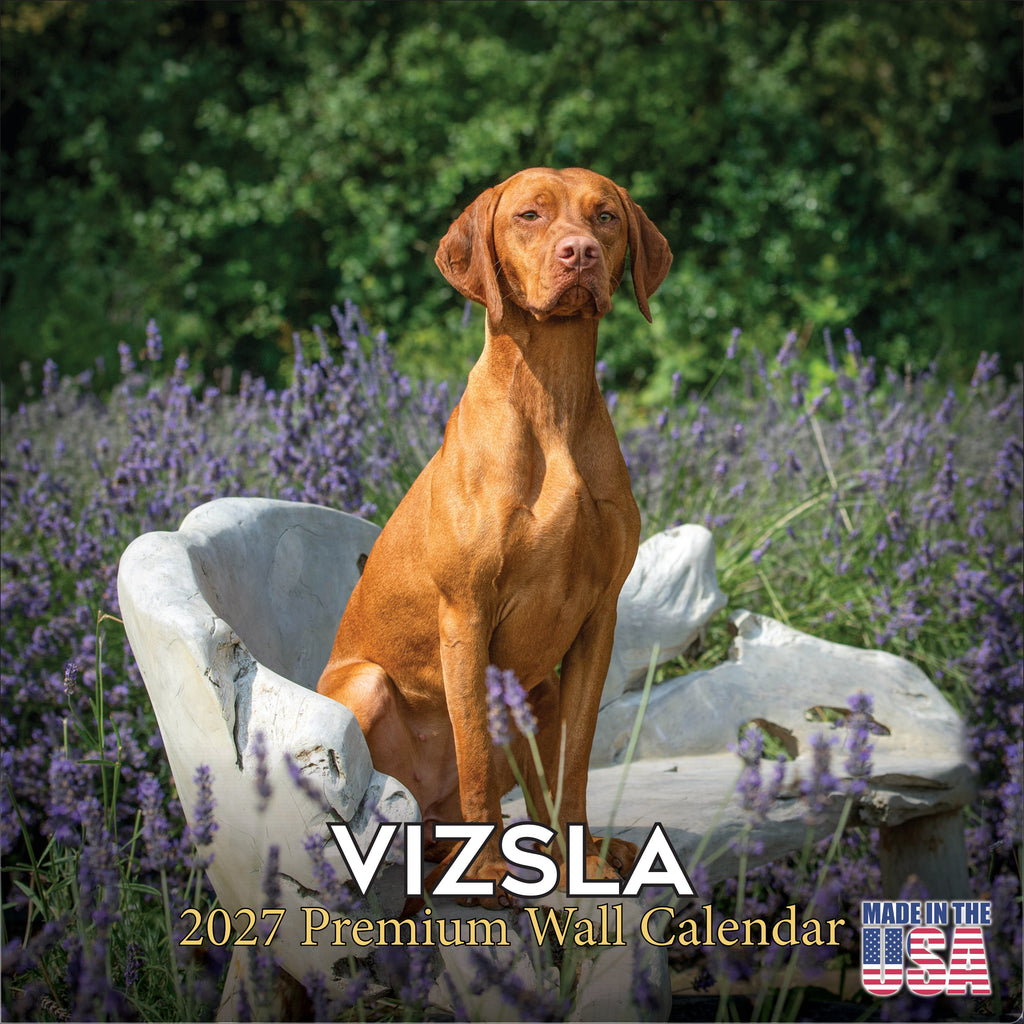 Vizsla Wall Calendar 2027 - 12" x 12" Monthly Athletic & Affectionate Hungarian Pointer Dog Breed Calendar