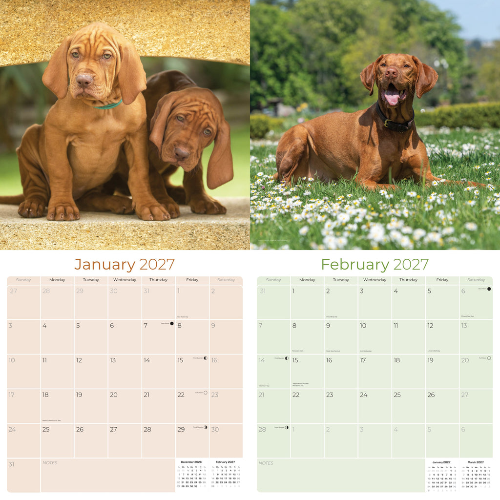 Vizsla Wall Calendar 2027 - 12" x 12" Monthly Athletic & Affectionate Hungarian Pointer Dog Breed Calendar