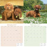 Vizsla Wall Calendar 2027 - 12" x 12" Monthly Athletic & Affectionate Hungarian Pointer Dog Breed Calendar