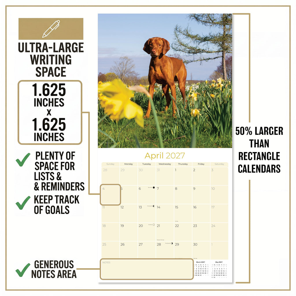 Vizsla Wall Calendar 2027 - 12" x 12" Monthly Athletic & Affectionate Hungarian Pointer Dog Breed Calendar