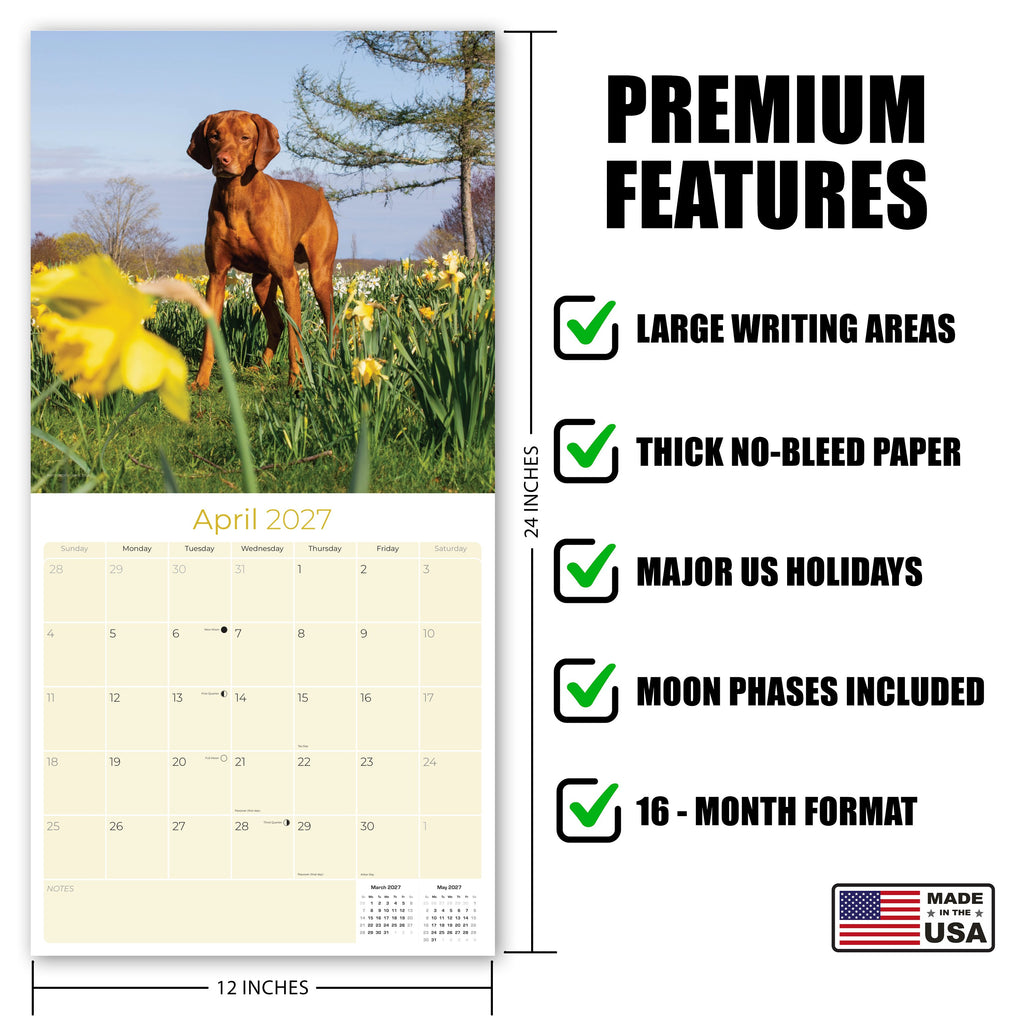 Vizsla Wall Calendar 2027 - 12" x 12" Monthly Athletic & Affectionate Hungarian Pointer Dog Breed Calendar