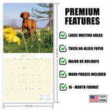 Vizsla Wall Calendar 2027 - 12" x 12" Monthly Athletic & Affectionate Hungarian Pointer Dog Breed Calendar