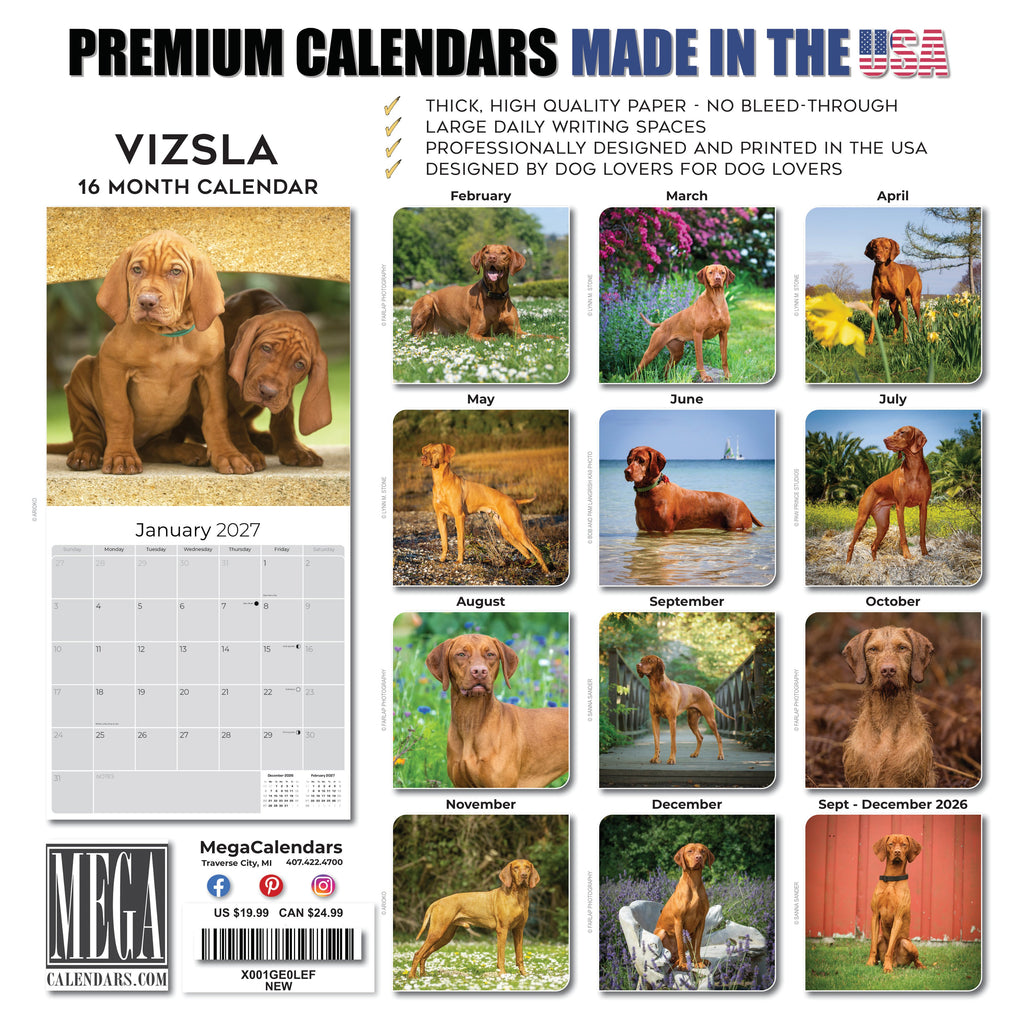 Vizsla Wall Calendar 2027 - 12" x 12" Monthly Athletic & Affectionate Hungarian Pointer Dog Breed Calendar