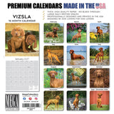 Vizsla Wall Calendar 2027 - 12" x 12" Monthly Athletic & Affectionate Hungarian Pointer Dog Breed Calendar