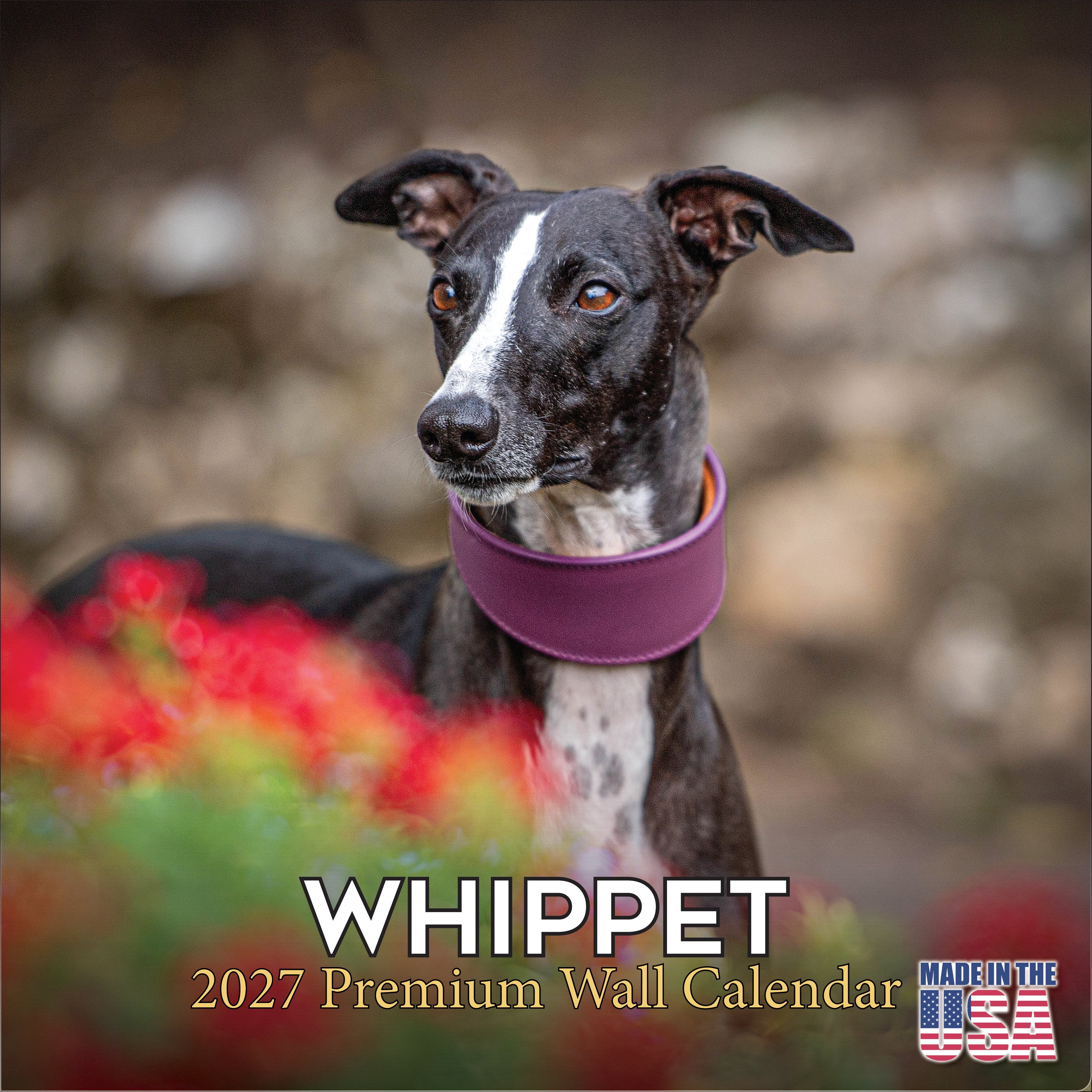 Whippet Wall Calendar 2027 - 12