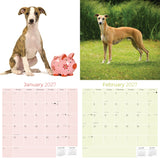 Whippet Wall Calendar 2027 - 12" x 12" Monthly Sleek & Athletic Sighthound Dog Breed Calendar