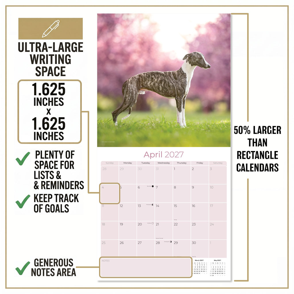 Whippet Wall Calendar 2027 - 12" x 12" Monthly Sleek & Athletic Sighthound Dog Breed Calendar