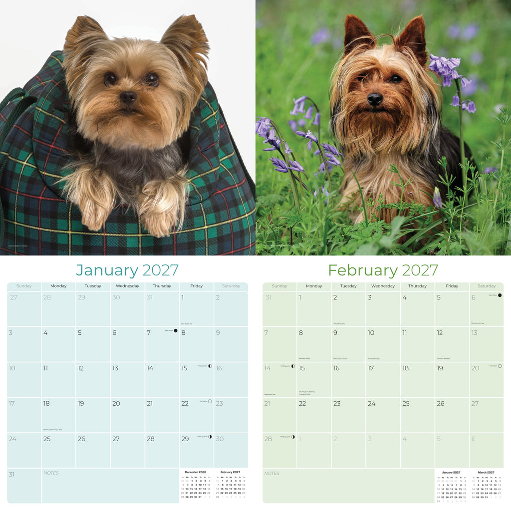 Yorkshire Terrier Wall Calendar 2027 - 12" x 12" Monthly Bold & Affectionate Yorkie Dog Breed Calendar