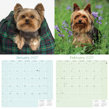 Yorkshire Terrier Wall Calendar 2027 - 12" x 12" Monthly Bold & Affectionate Yorkie Dog Breed Calendar