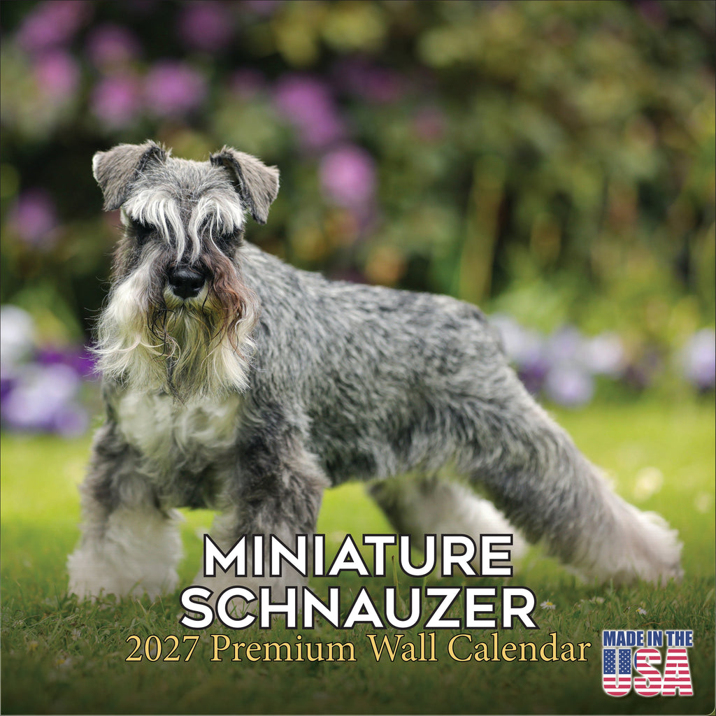 Miniature Schnauzer Wall Calendar 2027 - 12" x 12" Monthly Bearded Terrier & Spirited Small Schnauzer Calendar