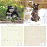Miniature Schnauzer Wall Calendar 2027 - 12" x 12" Monthly Bearded Terrier & Spirited Small Schnauzer Calendar